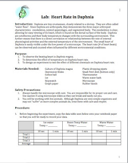 How many drops of methylcellulose should be added to the daphnia picture