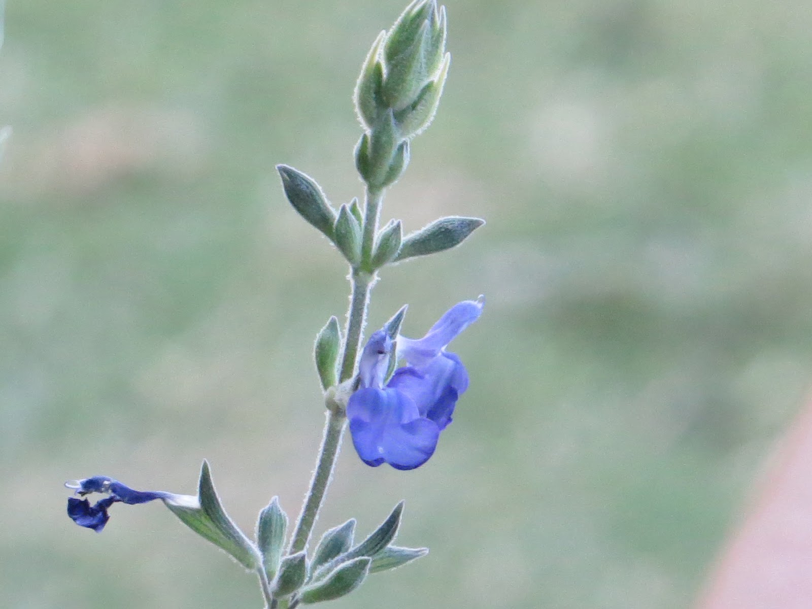 Edible Herbs, Flowers & Other Edibles Grow Your Own Dinner! 5/13/18