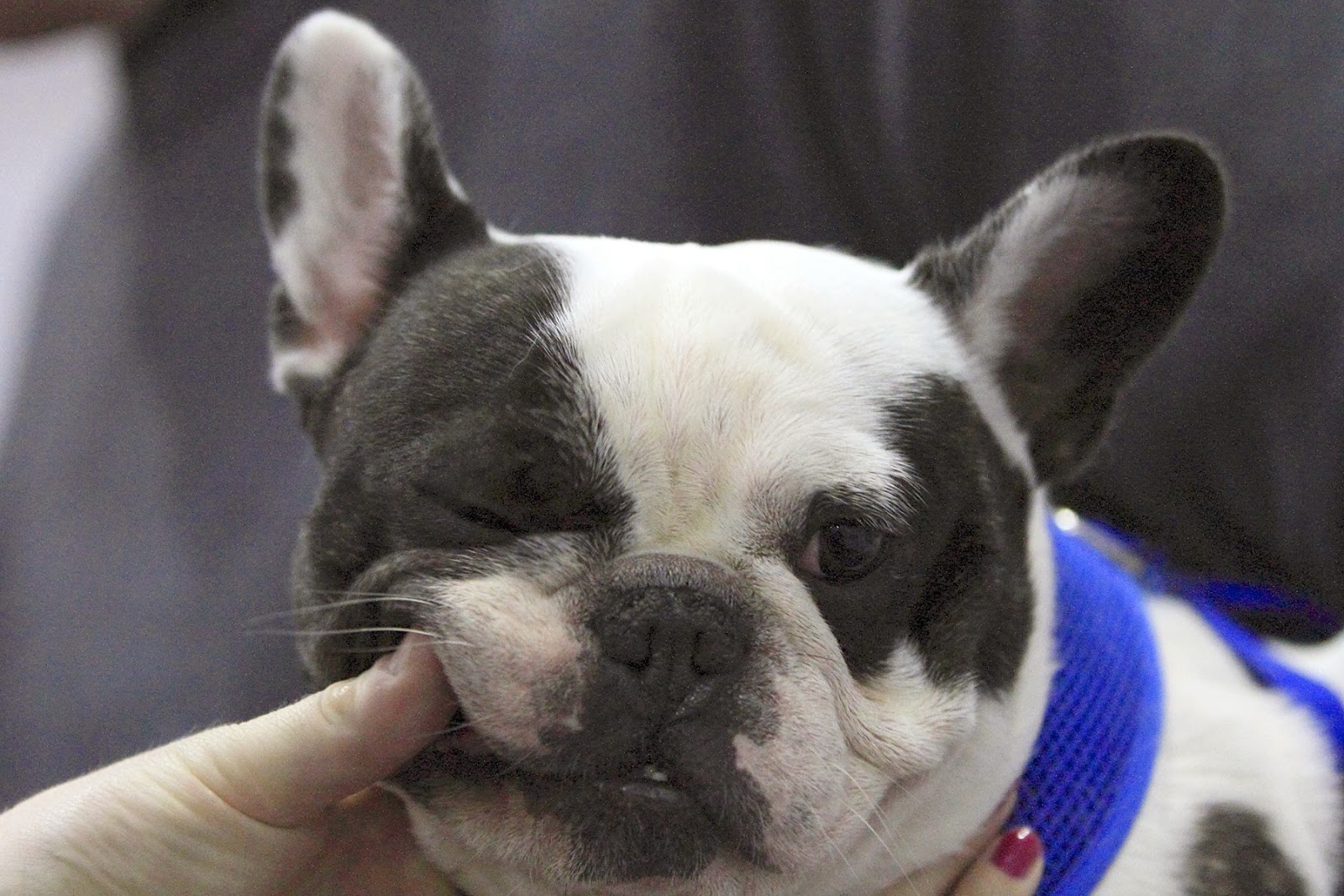 Pedigree Dogs Exposed - The Blog: Frenchies: breathtaking