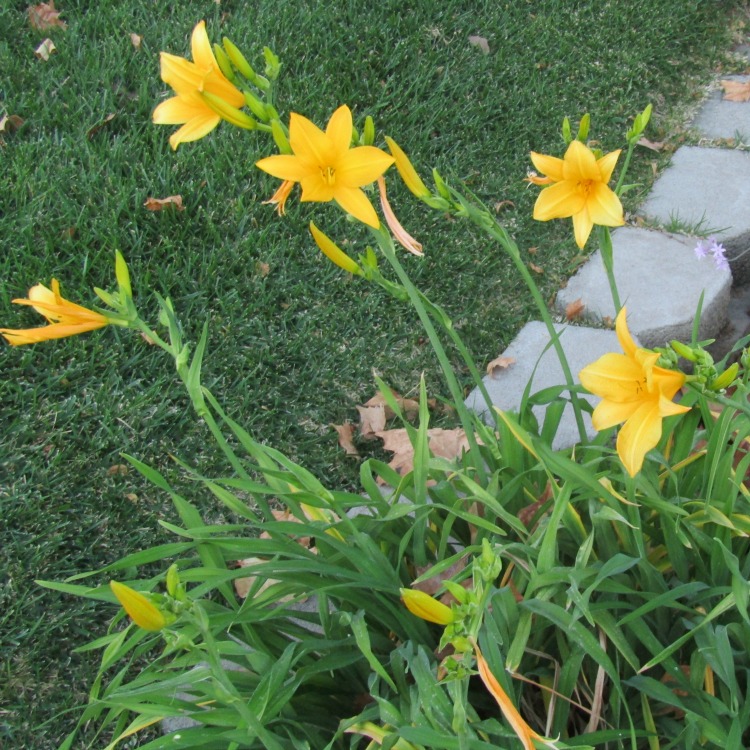 What's in Bloom at the End of October in Paso Robles? Walk with me through my Paso Robles neighborhood to see what's blooming.