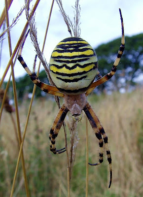 JRandSue: WASP SPIDERS.