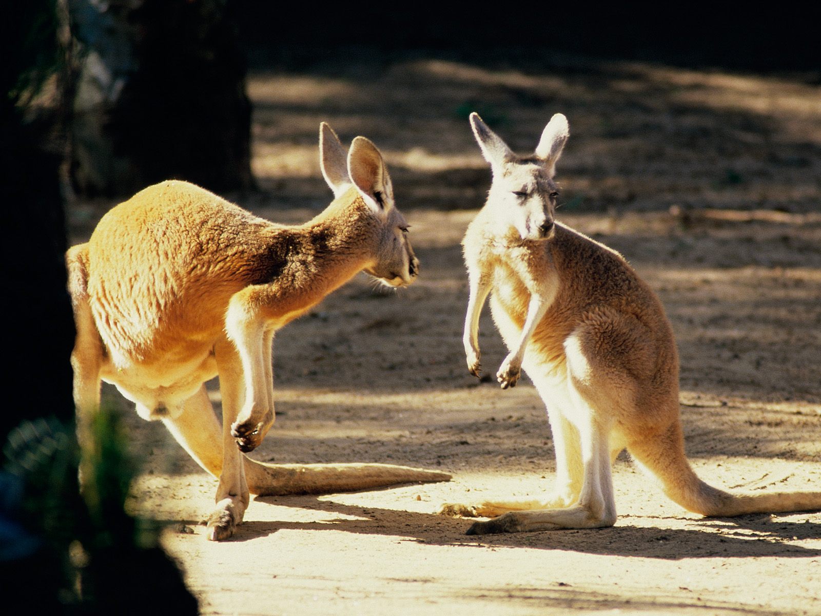 Kangaroo Wallpapers | Fun Animals Wiki, Videos, Pictures, Stories