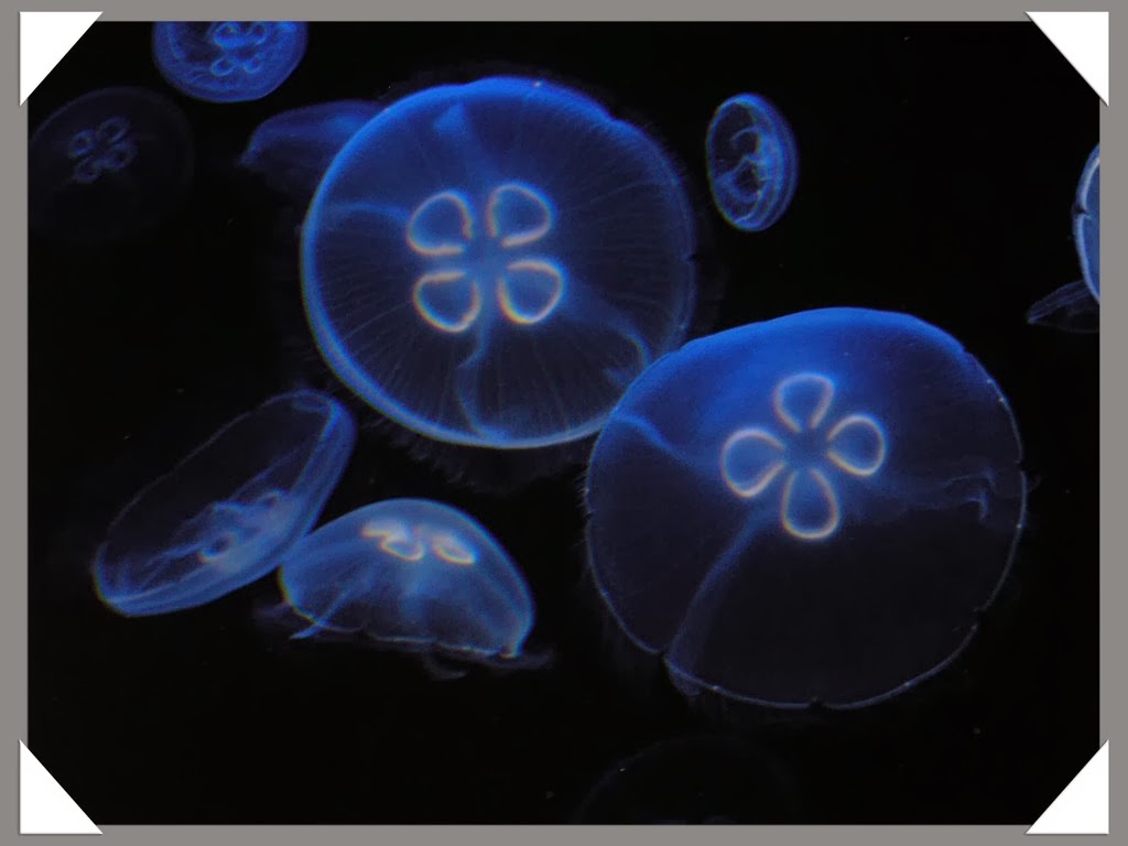 medusa jellyfish medusa jellyfish