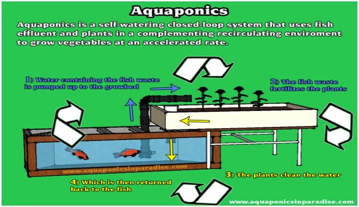 Aquaponics Gardening The best ways to