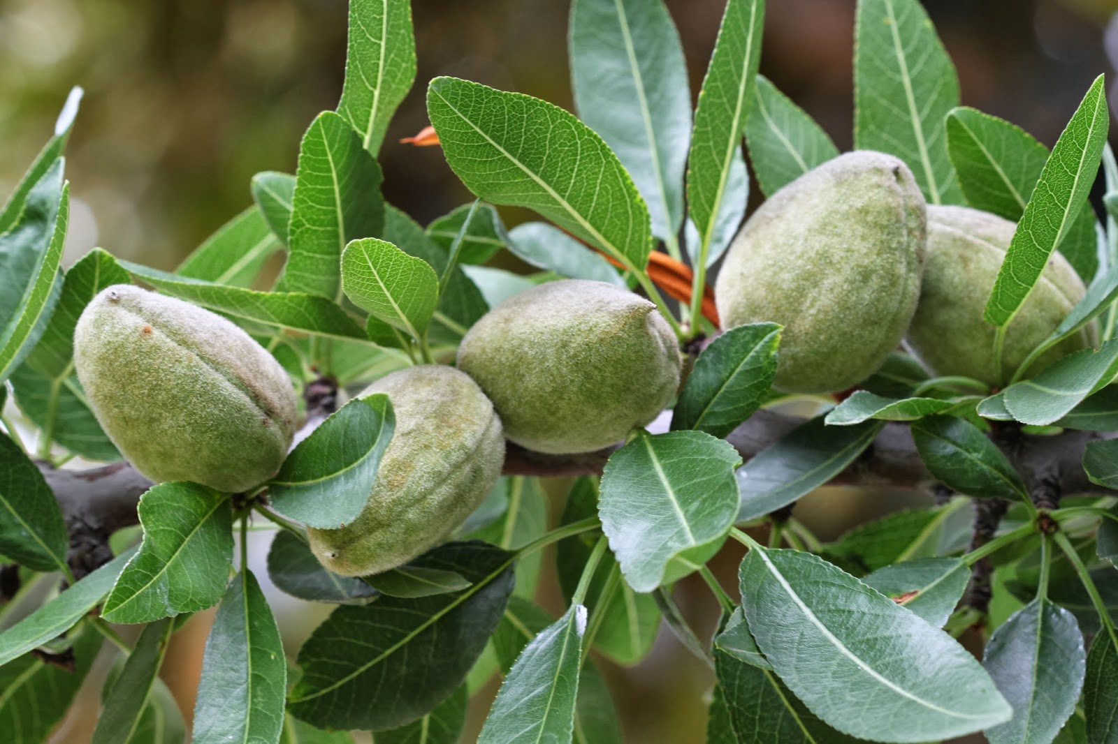 PRUNUS+DULCIS.+almendro+3.JPG