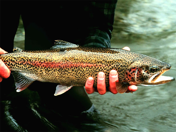 rainbow trout fish, about rainbow trout fish, rainbow trout fish appearance, rainbow trout fish breeding, rainbow trout fish care, caring rainbow trout fish, rainbow trout fish color, rainbow trout fish characteristics, rainbow trout fish color varieties, rainbow trout fish eggs, rainbow trout fish facts, rainbow trout fish farms, rainbow trout fish farming, rainbow trout fish history, rainbow trout fish info, rainbow trout fish images, rainbow trout fish lifespan, rainbow trout fish origin, rainbow trout fish photos, rainbow trout fish pictures, rainbow trout fish rarity, raising rainbow trout fish, rainbow trout fish size, rainbow trout fish uses, rainbow trout fish varieties, rainbow trout fish weight