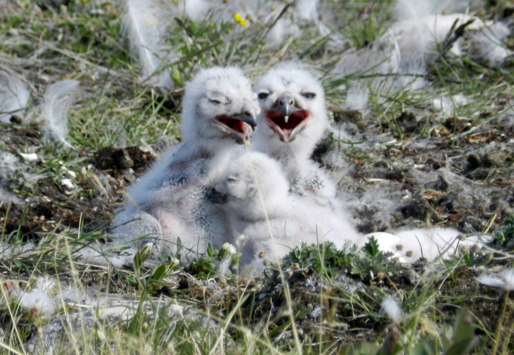 Elfshot: Snowy Owls