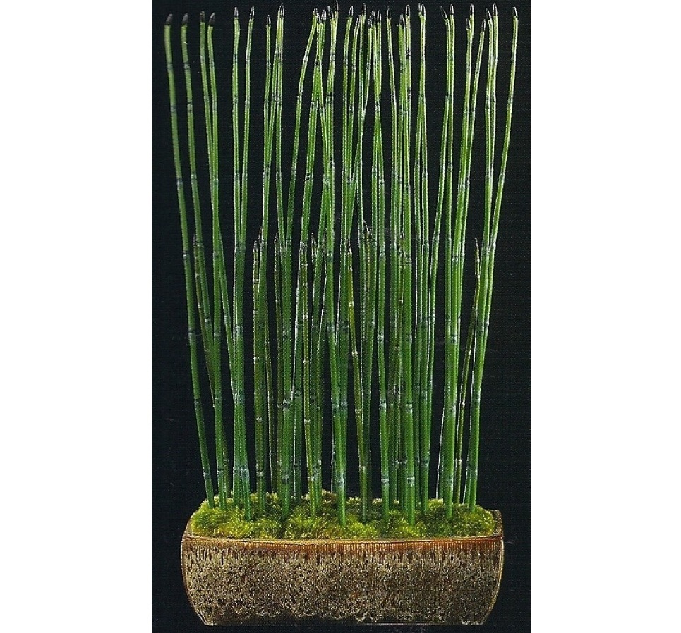 Bamboo Worktops Photos Lucky Bamboo Pots And Vases