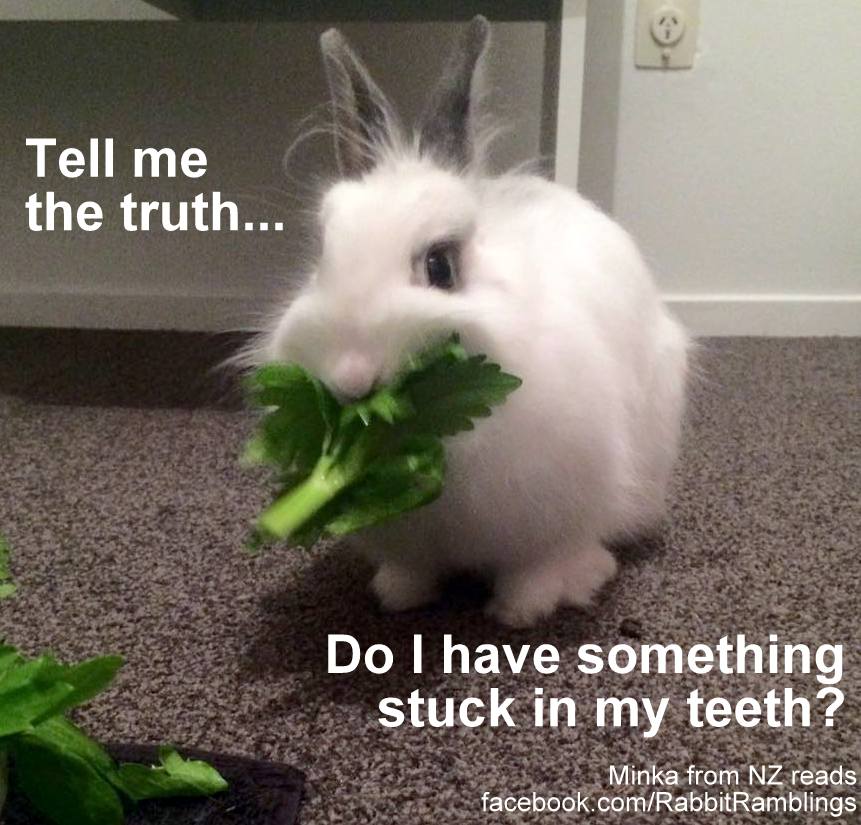 Rabbit memes