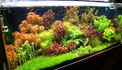 Aquascape Aquarium Indah