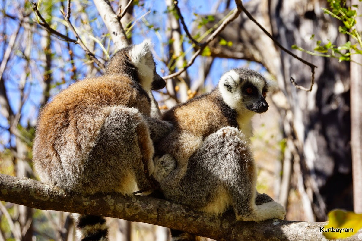 ŞİMDİ GEZELİM: Madagaskar&amp;#39;a özgür bir canlı türü: Lemur