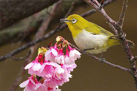 bird, Japanese White Eye, mejiro,flowers, cherry tree