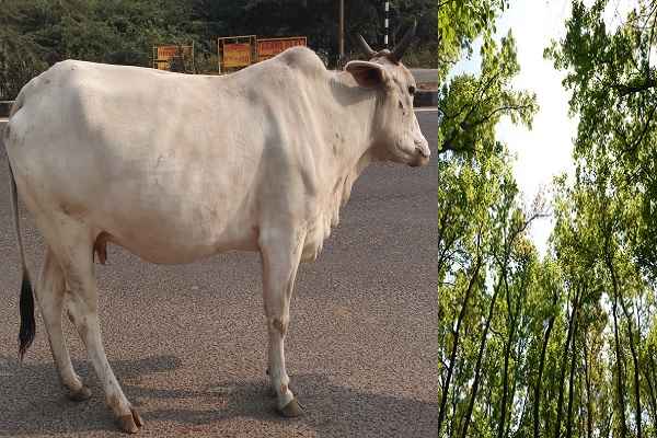 cow-breath-oxygen-and-leave-o2-too-in-hindi
