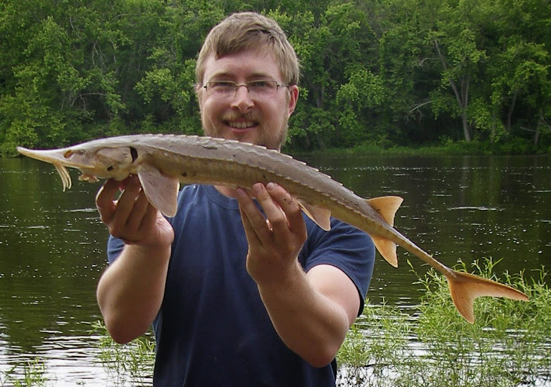 Ben Cantrell's fish species blog Shovelnose sturgeon