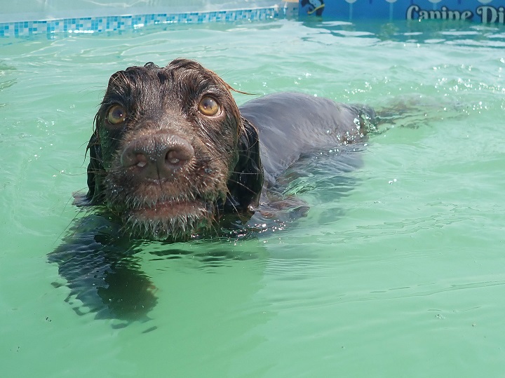 Do Norfolk Terriers Like To Swim