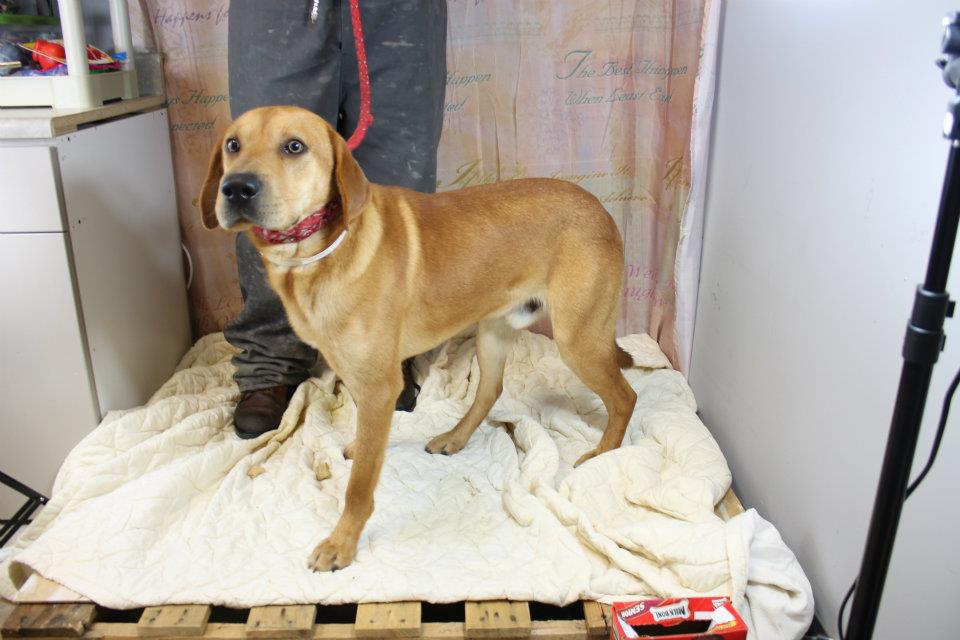 SEPRR The SE Pet Rescue Railroad yet terrified Bryan is in