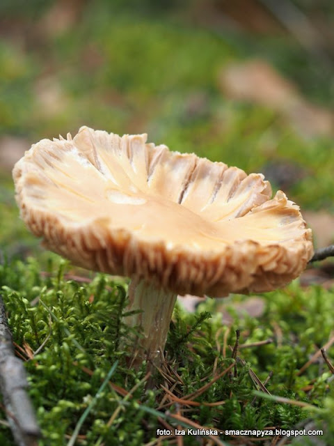 plachetka-zwyczajna plachetka kolpakowata, kolpak, niemka, turek, jak to grzyb, grzybobranie, podlasie, na grzyby