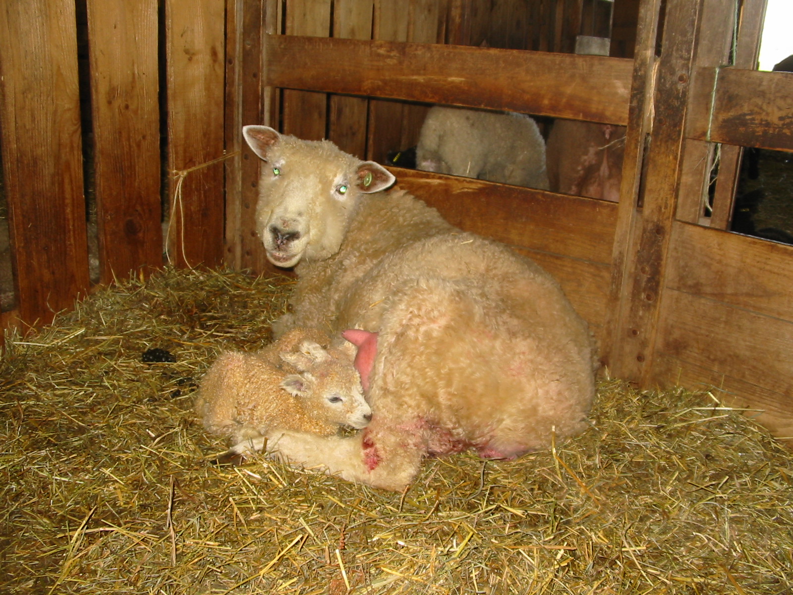 Bo Se For Lambs – BO-SE Injection (Selenium and Vitamin E) – MAXLUA