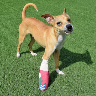 dog with leg cast