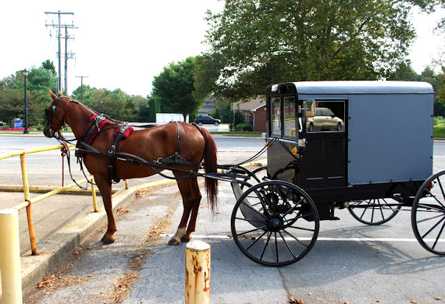 Amish buggy horse resting in a parking lot
