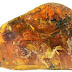 Fosil Bayi Burung dari Era Dinosaurus Ditemukan dalam Resin Berusia 99 Juta Tahun