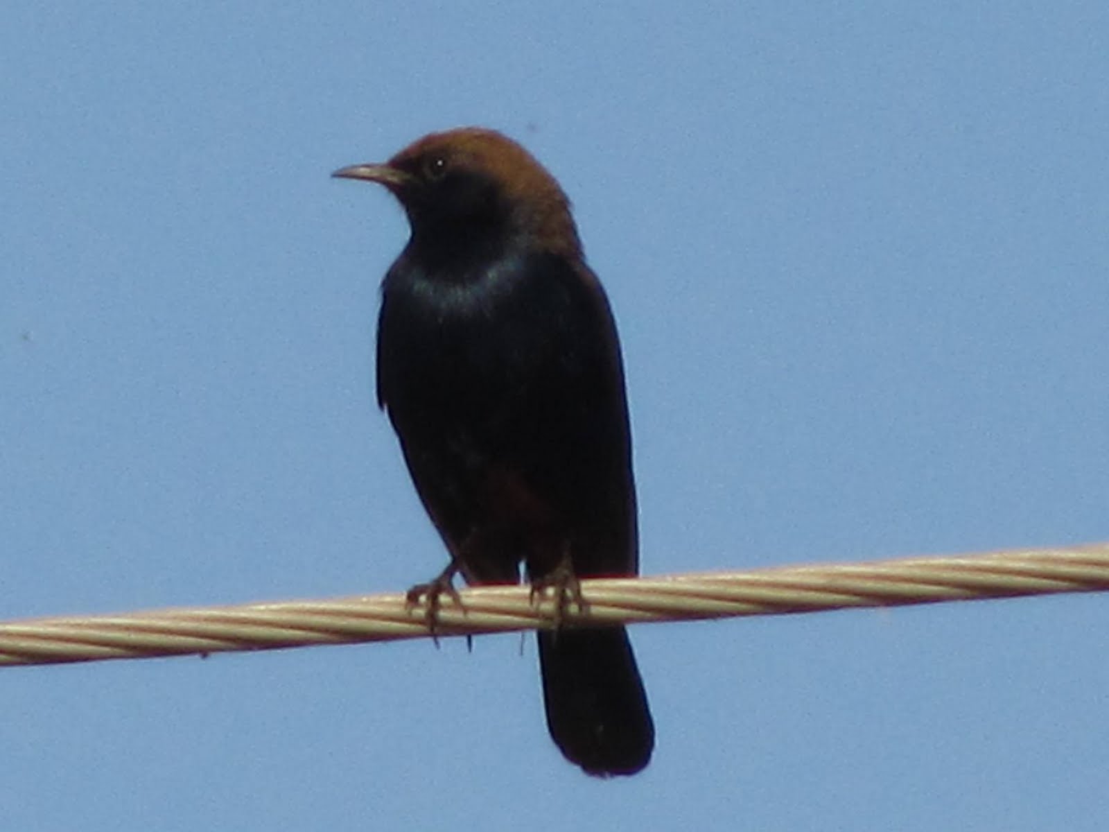 Birds Of Madhya Pradesh _ Madhya Pradesh, India – SKNI