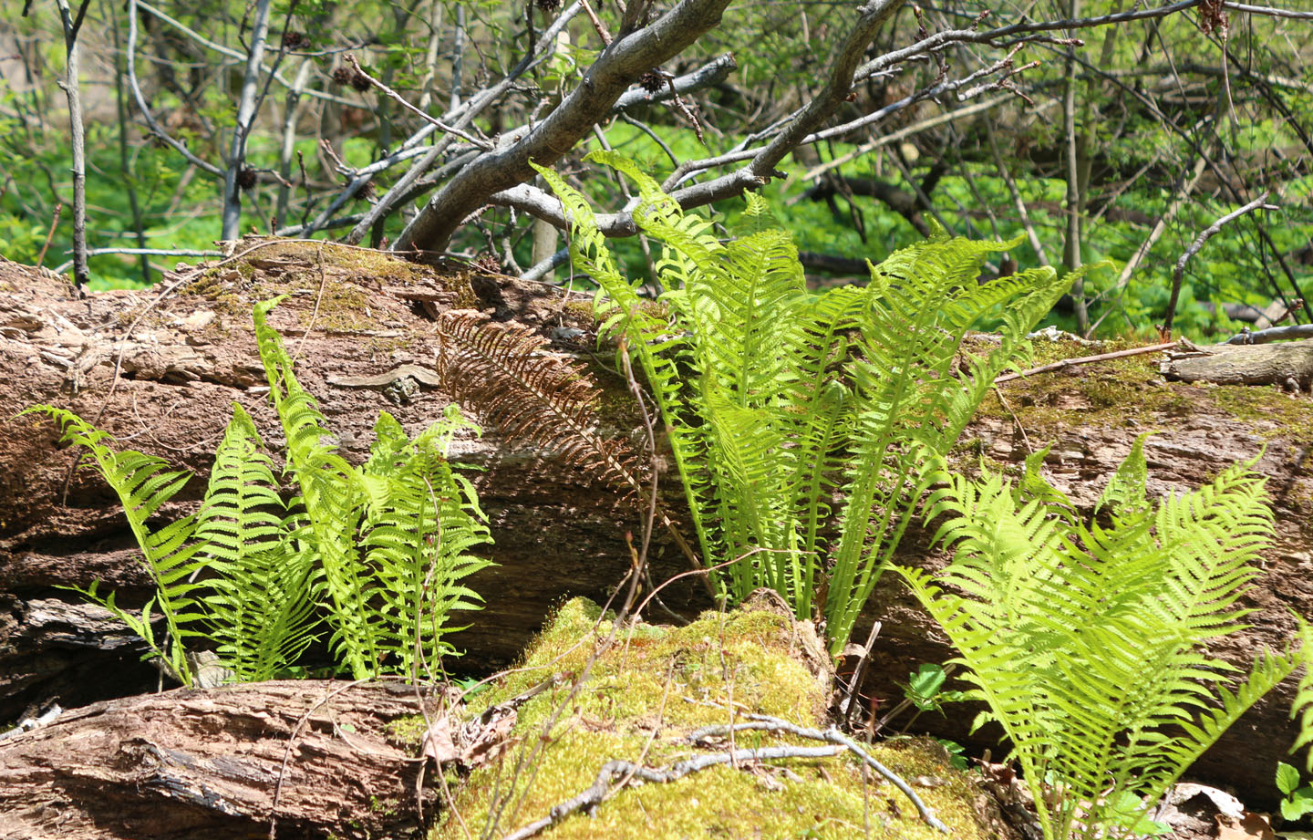 Ferns Ferns