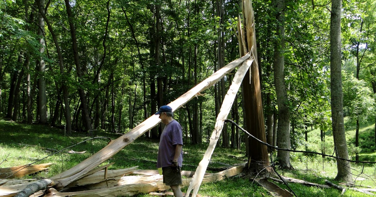 Appalachian Journal : Exploding Tree