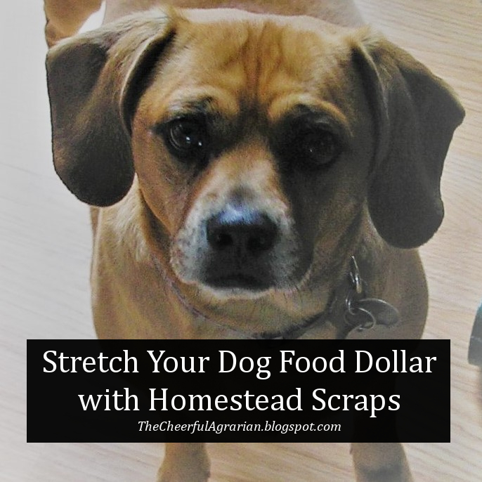 The Cheerful Agrarian Stretch Your Dog Food Dollar with Homestead Scraps