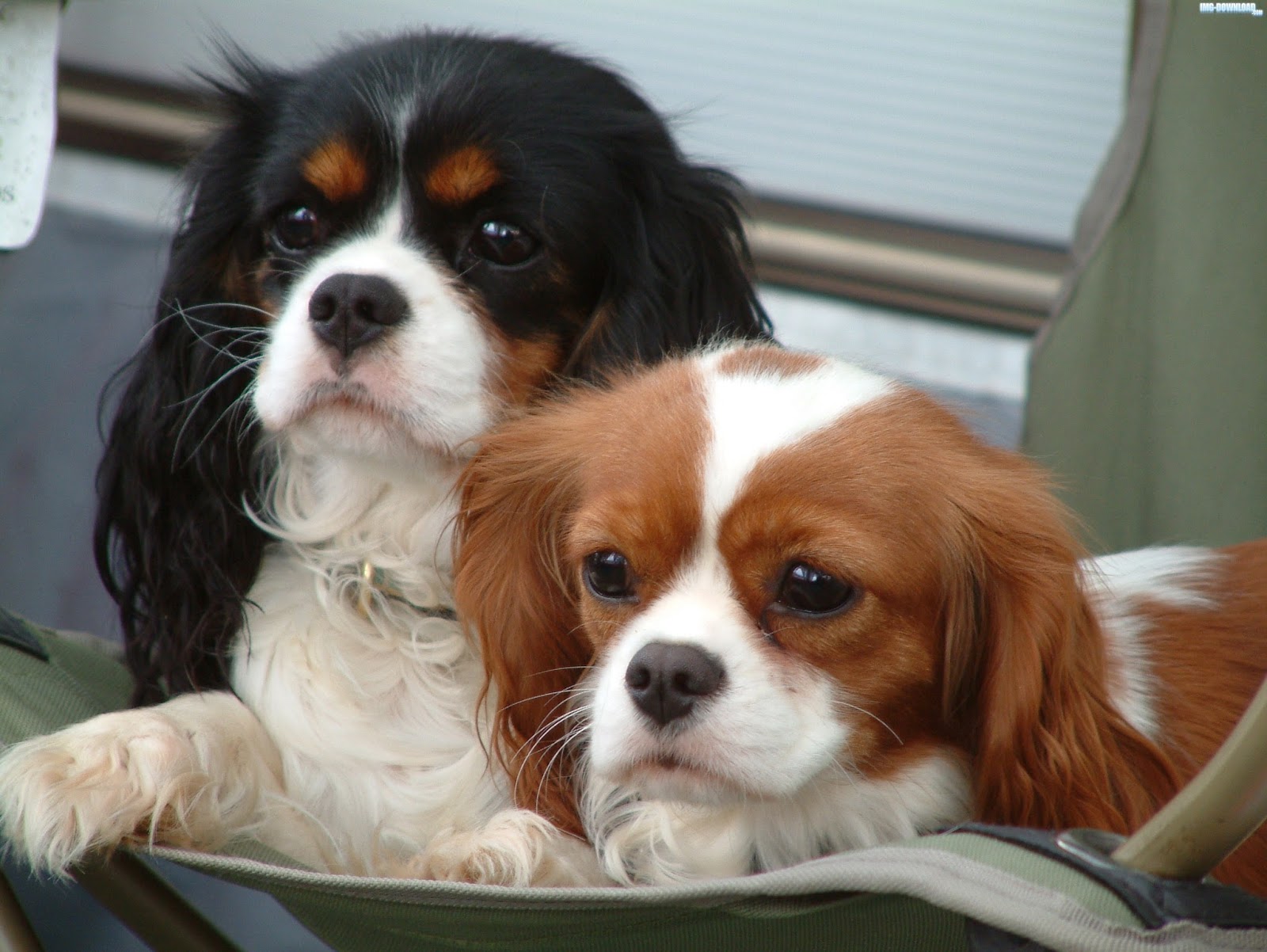 cavalier king charles spaniel royal decree
