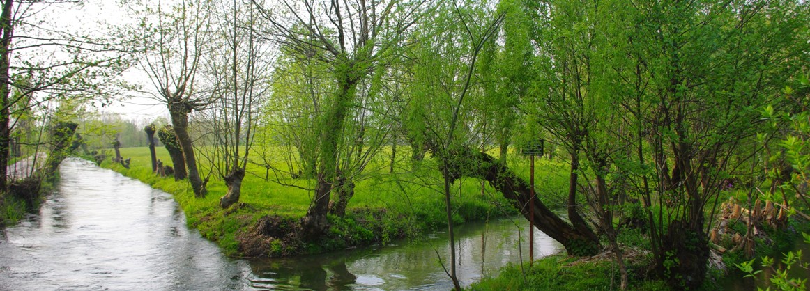 I segreti del vecchio bosco - le sorgenti del Bacchiglione - il Bosco tra Dueville e Novoledo