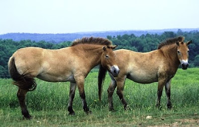 Equus ferus przewalskii (Caballo de Przewalski)