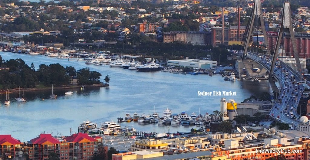 Sydney Fish Market : Seafood Galore!