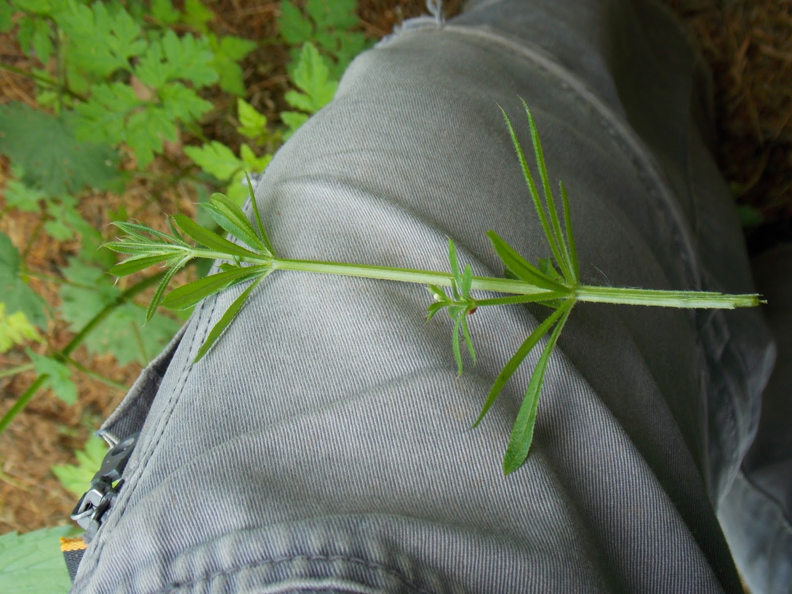 Zoom sur le Gaillet Gratteron