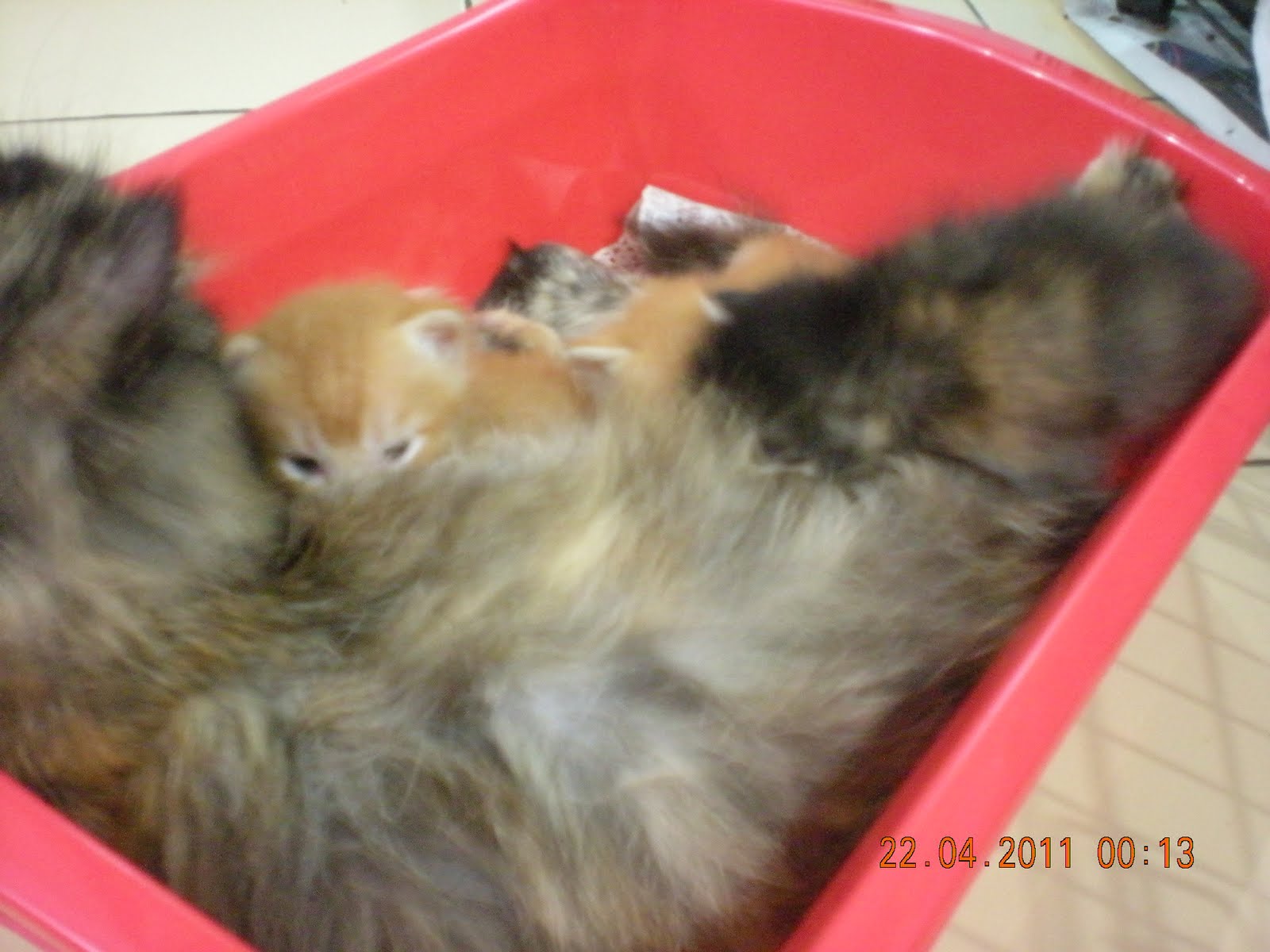 Kucing Anggora Harga 100 Ribu Jember Majalah Cat Dog