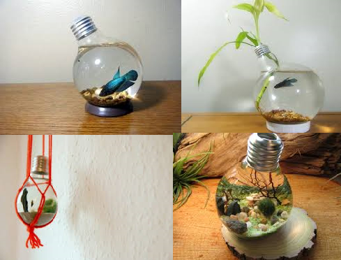 Cara Membuat Kreasi Aquarium Mini Dari Bohlam Lampu Bekas Dr Sampah