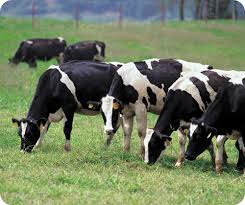 Cow Images, hd photo  Free Download  65