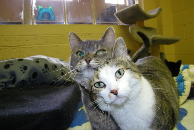 Wonderful cats at the Mosaic Feline Rescue (Ann Arbor, Michigan) by cseeman from flickr (CC-NC-SA)
