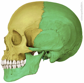 Квадранты черепа Квадранты черепа