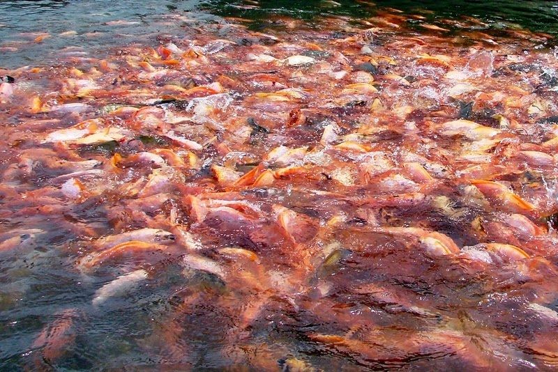 Budidaya Ikan Nila di Jaring Terapung (KJA) yang Menguntungkan