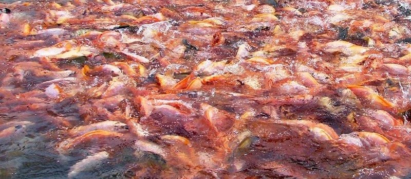 Budidaya Ikan Nila di Jaring Terapung (KJA) yang Menguntungkan
