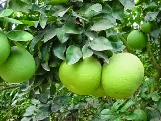  dan rasa yang bagus tolong-menolong jeruk Bali termasuk salah satu buah yang sangat pas untuk Kandungan Nutrisi dan Manfaat Jeruk Bali untuk Kesehatan