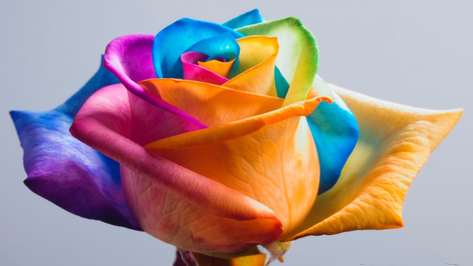  Free Download : Beautiful Rainbow Flowers Wallpapers Free Download
