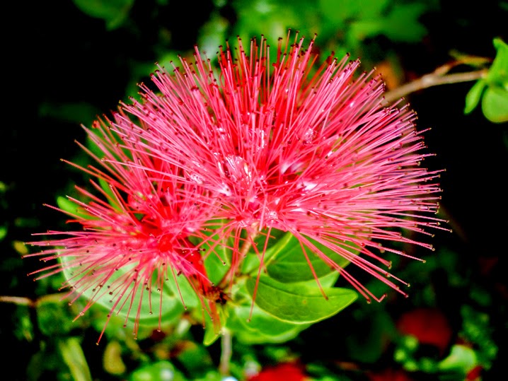 Dwarf Powder Puff Calliandra SL Flora