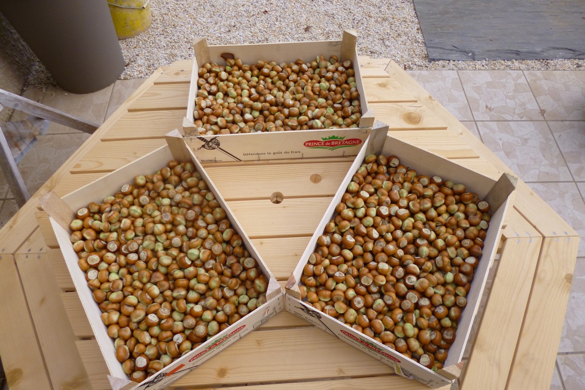 je m'éclate avec mes 10 doigts: Que faire avec des noisettes