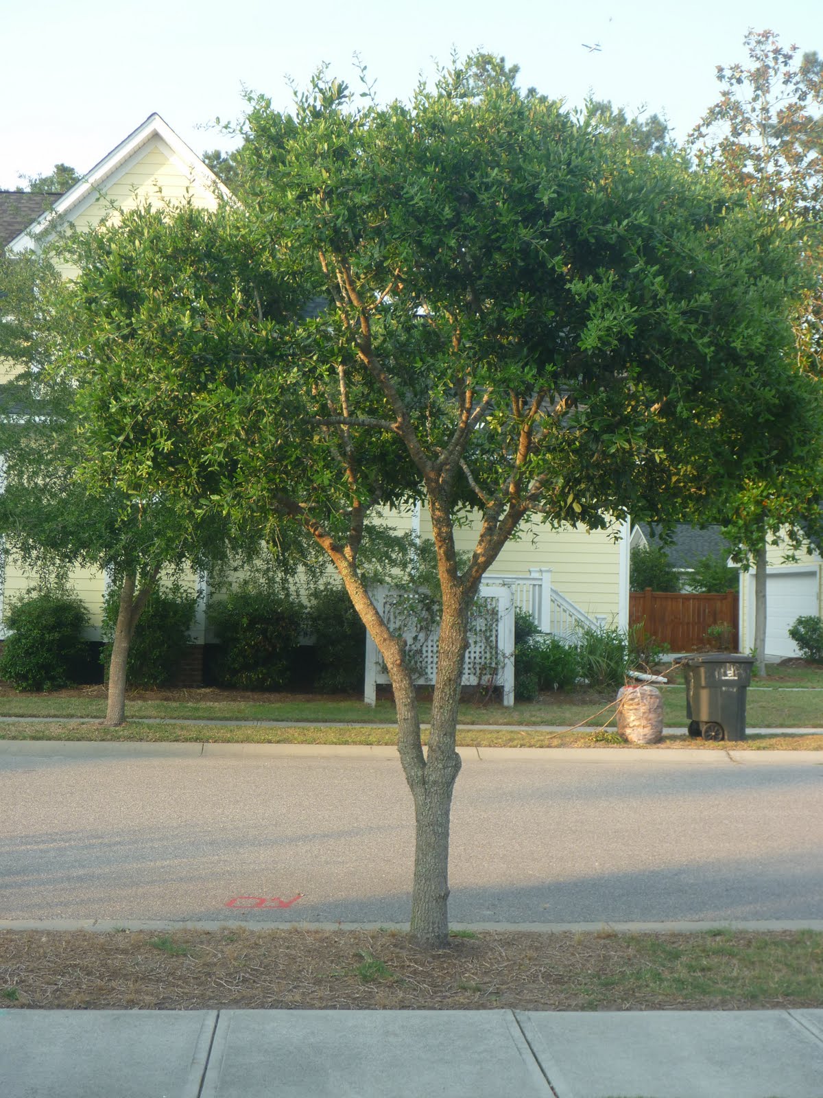 Persistent Gardener Live Oaks in the South