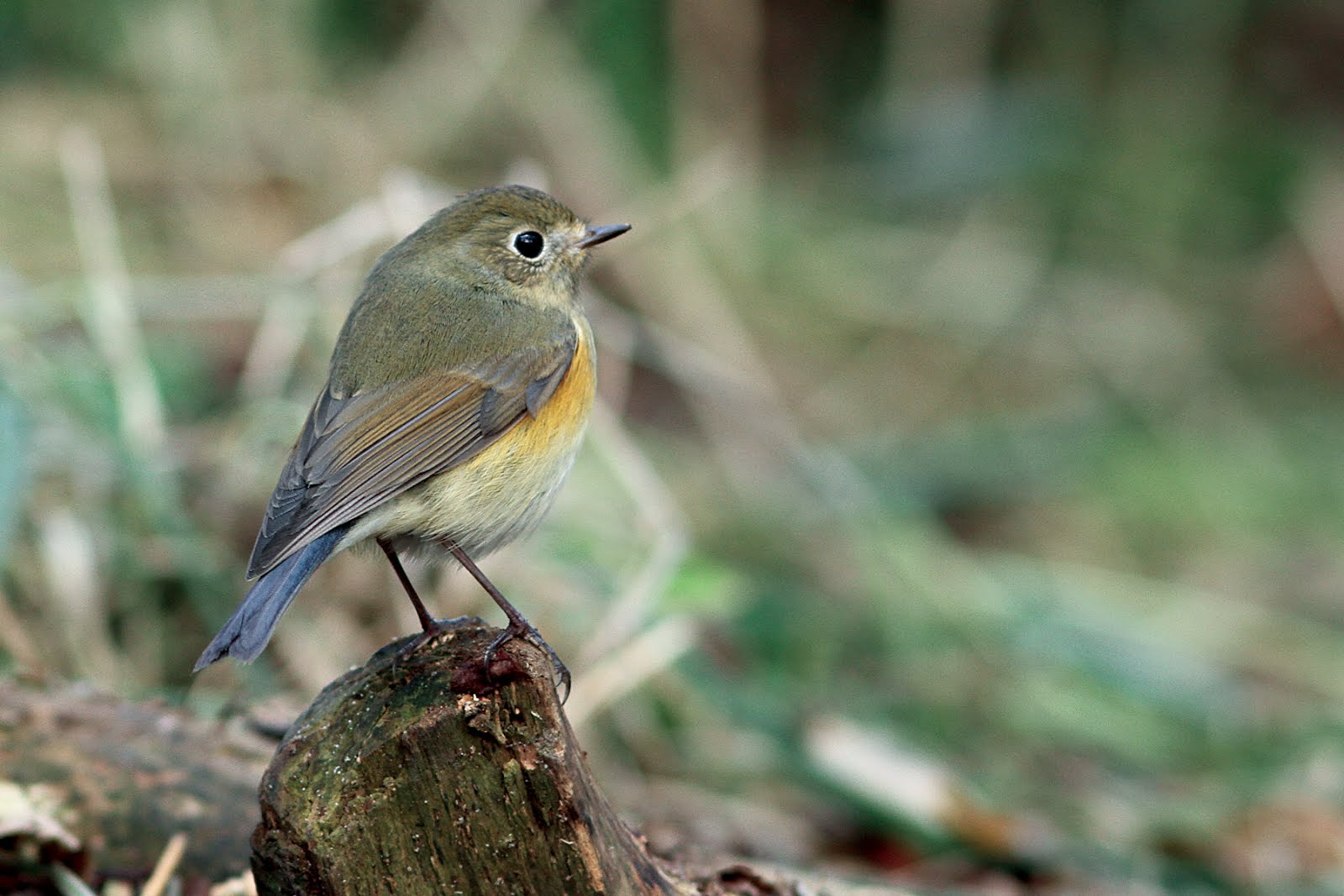 RED-FLANKED BLUETAIL
