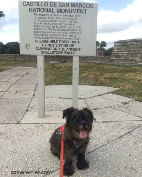 Oz the Terrier walks the grounds of Castillo de San Marcos, St. Augustine, Florida