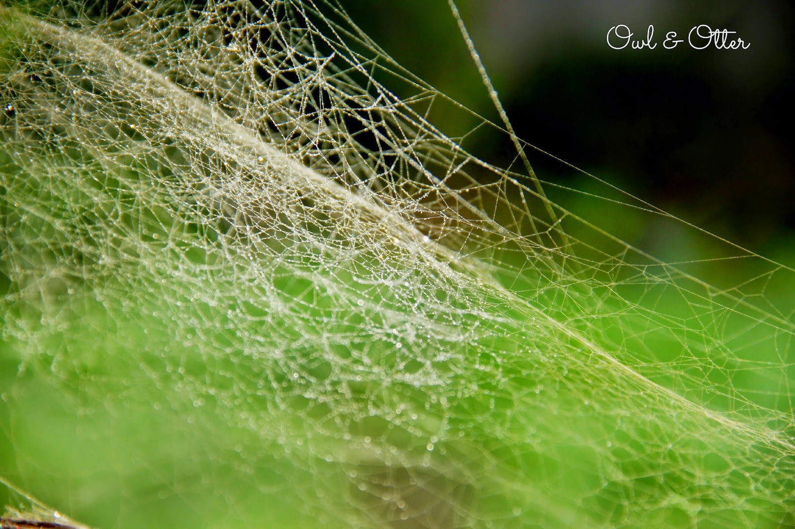 Spray Paint, Glitter, and Spider s