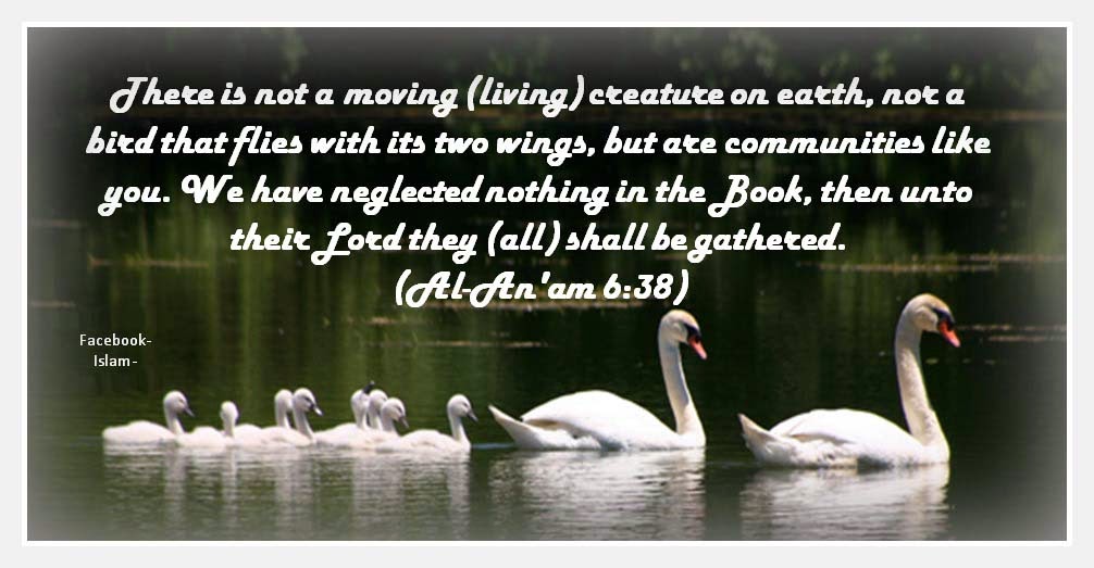 Seeking The Truth: Rights Of Animals In Islam